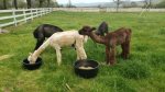 Fun for kids. Feed the Alpacas and Goats